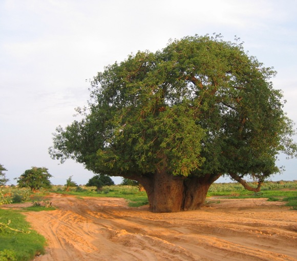شجرة القنقليز