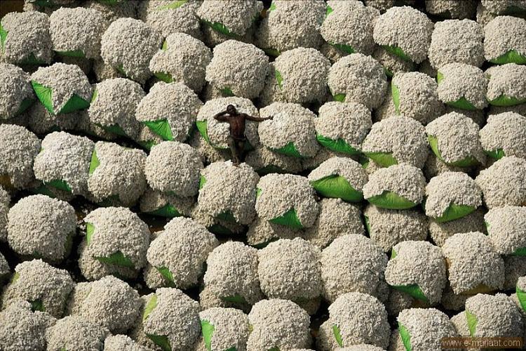 La récolte de coton en Côte-d'Ivoire
