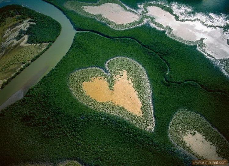 قلب من أشجار القرم في كاليدونيا الجديدة