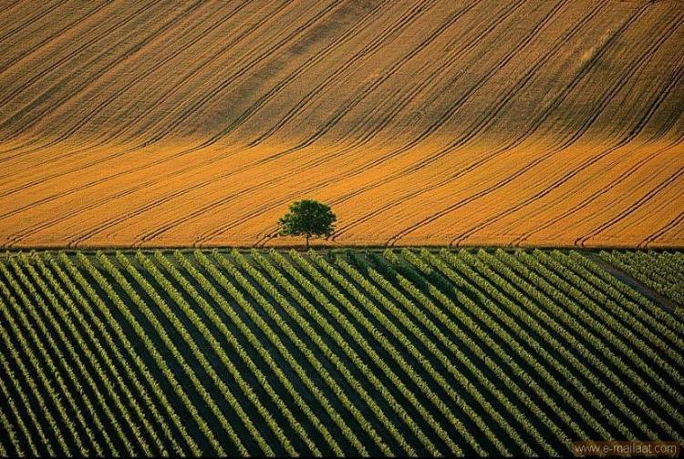 المناظر الطبيعية الزراعية بالقرب من بلدة كونياك ، فرنسا